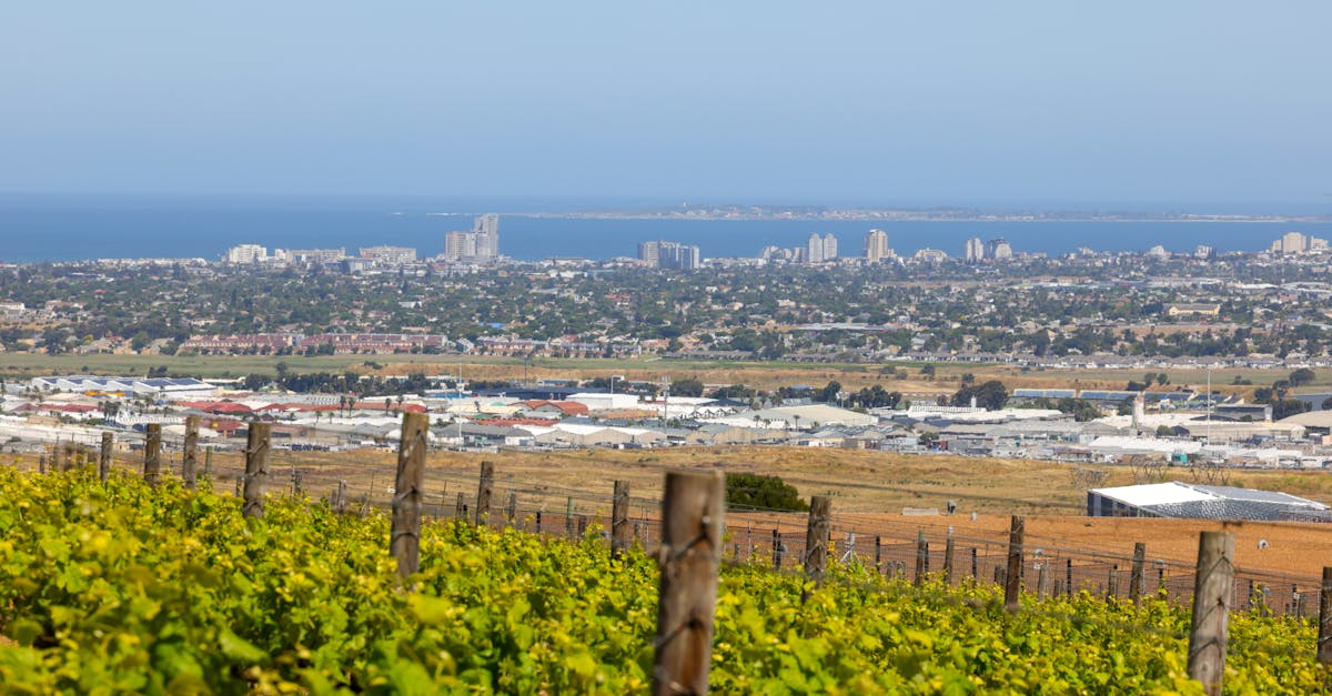 A lush vineyard with city skyline and ocean in the background, captured on a bright day.