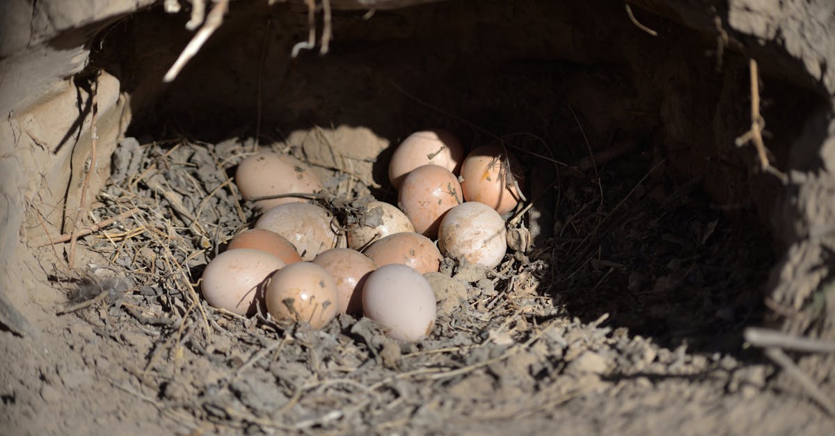 A collection of eggs nestled in a dry, earthy burrow outdoors, basking in natural light.