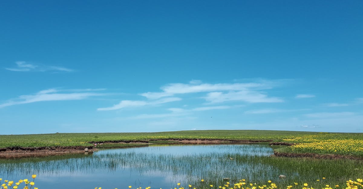 Peaceful springtime scene with flowers and pond in Vezirköprü, Samsun, Turkey.