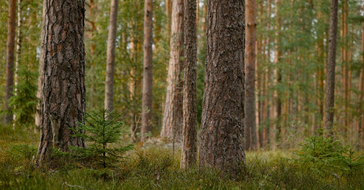 Tranquil boreal forest scene featuring tall pine trees and lush undergrowth, ideal for nature and wilderness themes.