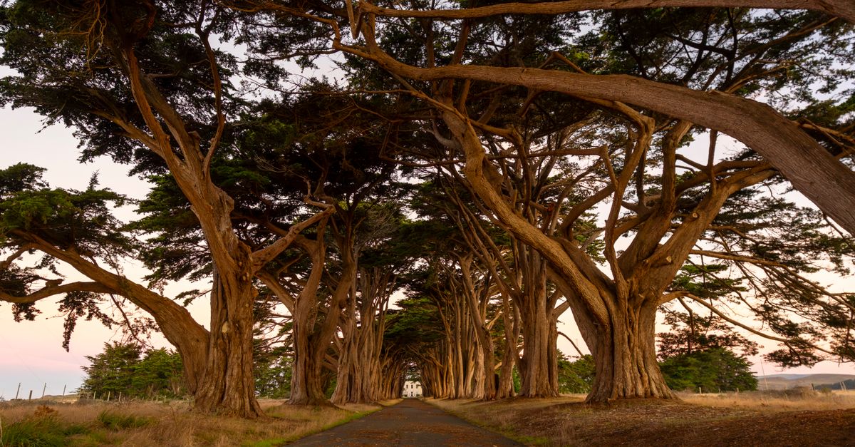 Photograph of a tree-lined road creating a tunnel effect leading to a house, evoking a sense of mystery.