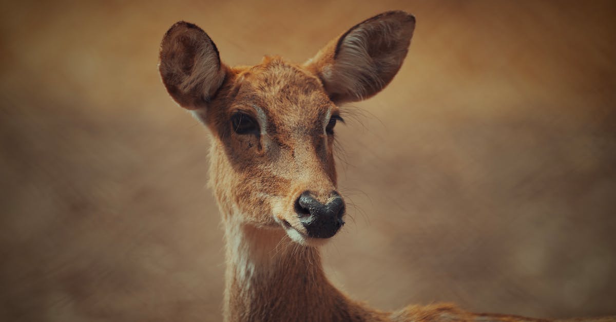 Intimate shot of a deer gazing directly at the camera in a natural setting.