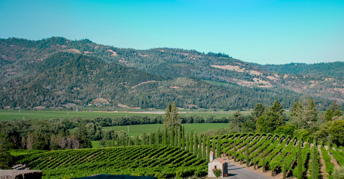Vineyard stretching across Napa Valley, California, under a clear blue sky.