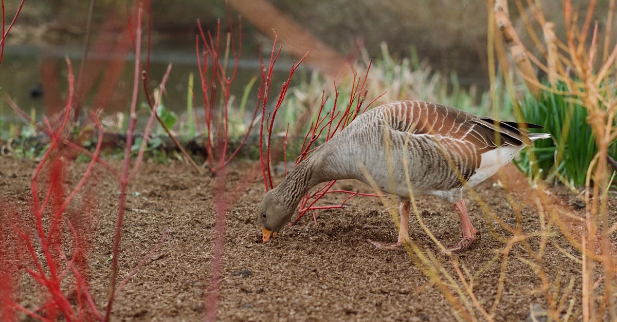 A gray goose forages for food in a colorful garden with red and yellow plants.