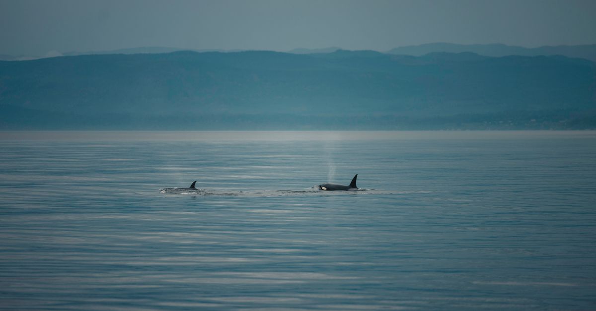 Serene view of orcas swimming in tranquil waters under a misty, mountainous backdrop.