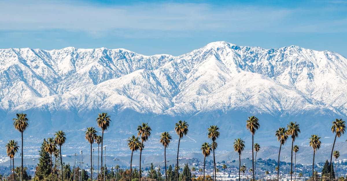 Snowy mountains behind a row of palm trees in sunny California.
