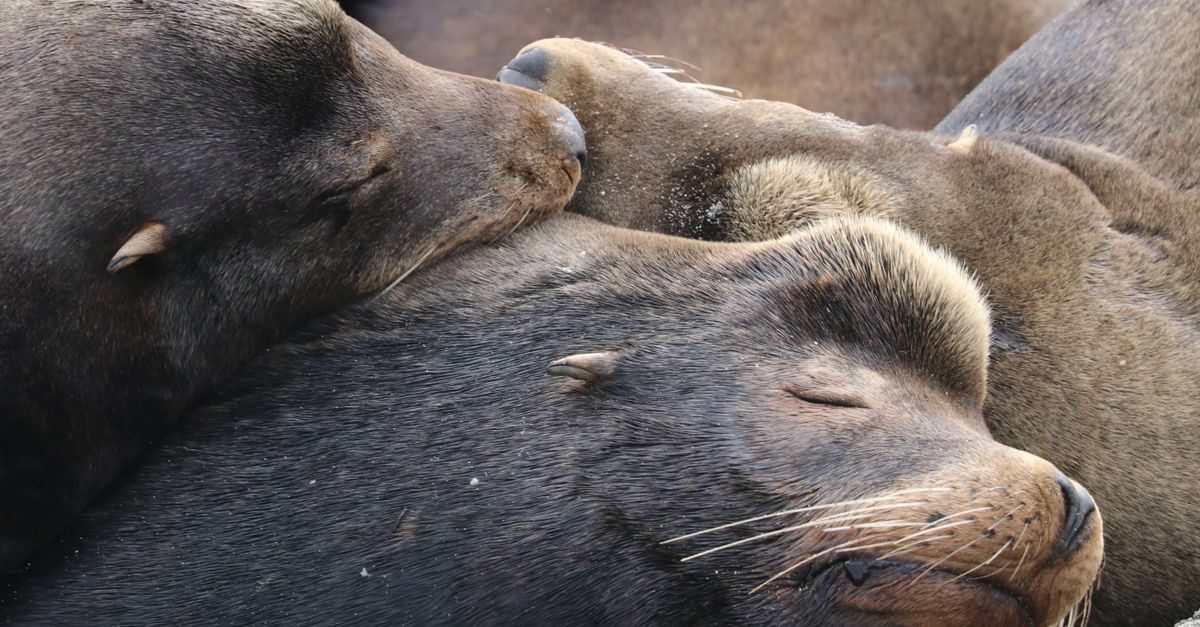 Sea lions resting close together on a sandy beach, showcasing tranquility.
