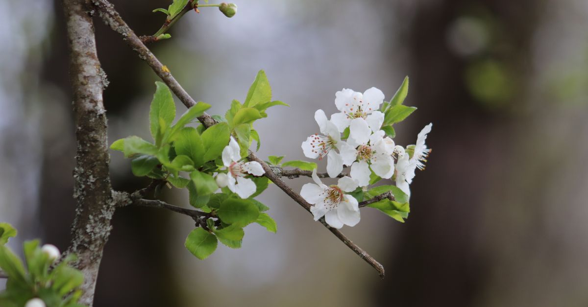Close-up of delicate white spring blossoms on a tree branch.