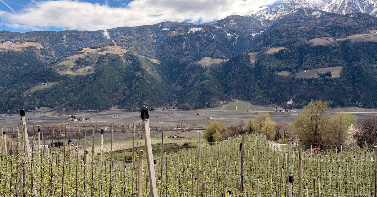 Scenic view of vineyards with mountain backdrop in Trentino-Südtirol, Italy.