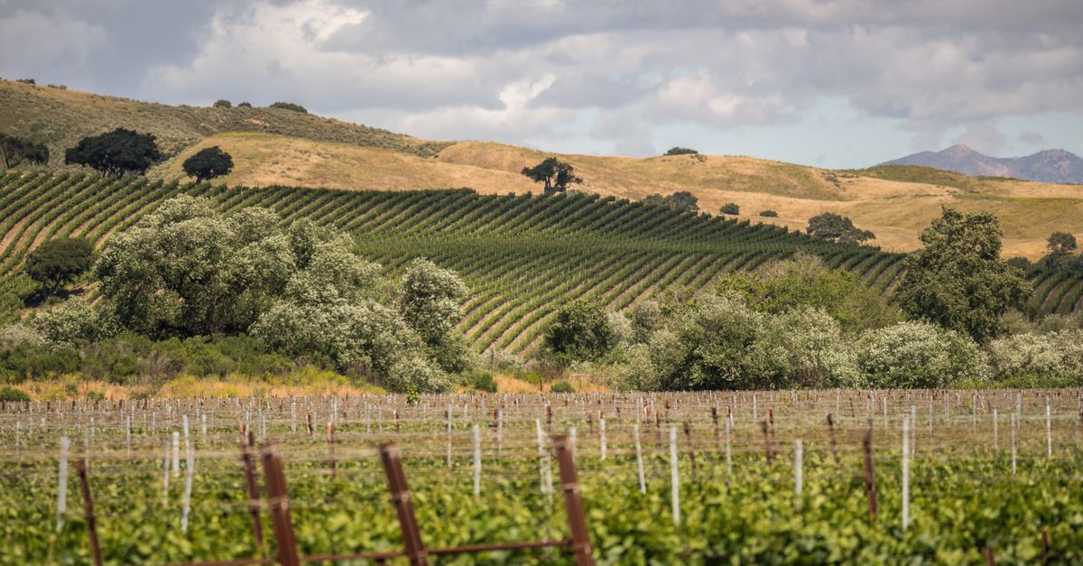 Beautiful Los Alamos vineyard in California's rolling hills under a cloudy sky.