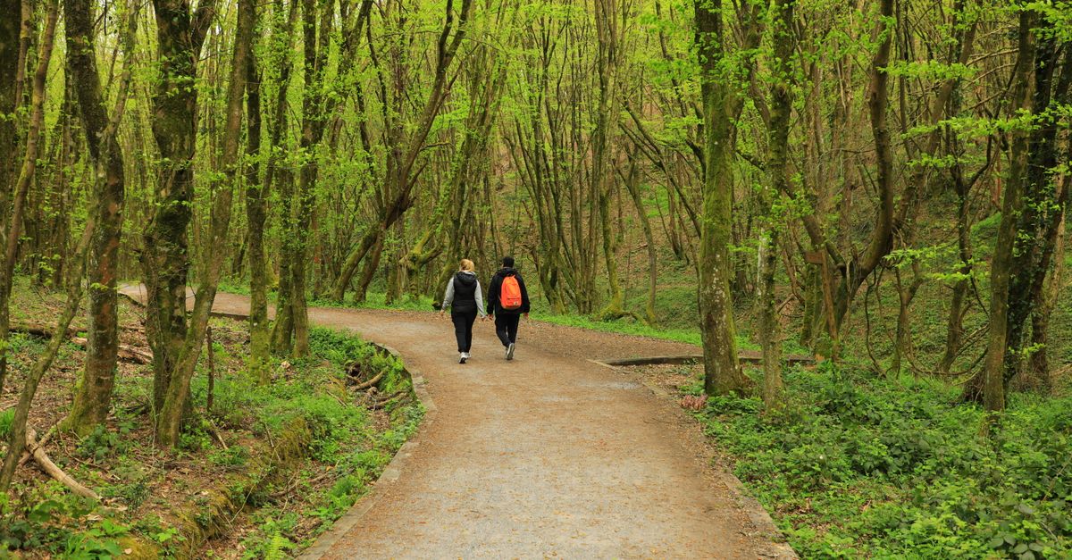 Two people walking on a peaceful forest path with vibrant greenery in spring.