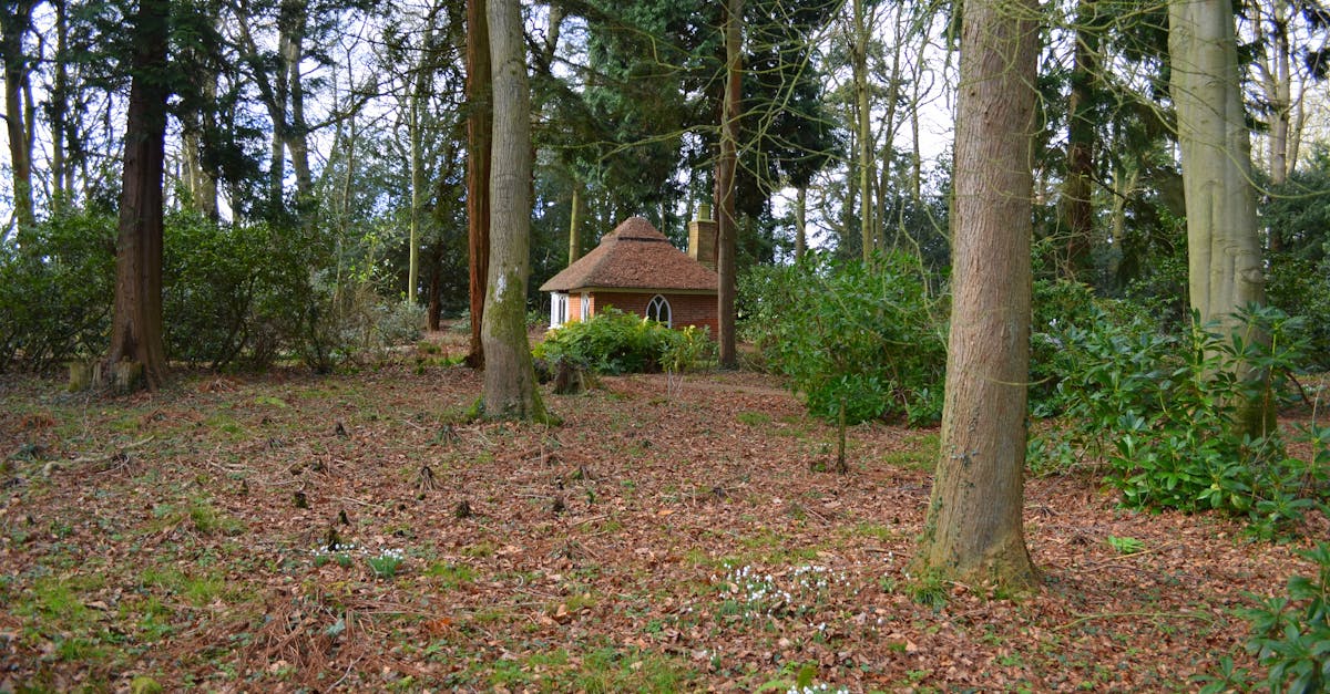 Cozy cottage nestled in a serene forest surrounded by tall trees and brown foliage.