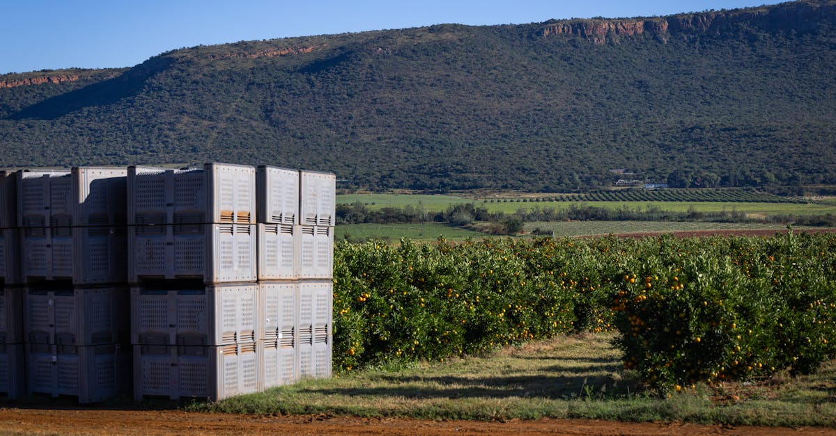 Orange orchard with stacked crates against a mountain backdrop under clear blue skies.
