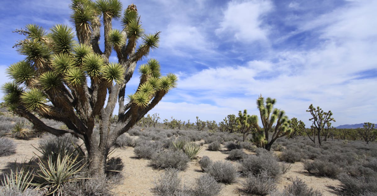 Expansive view of Joshua Trees under a vibrant blue sky in the Mojave Desert.