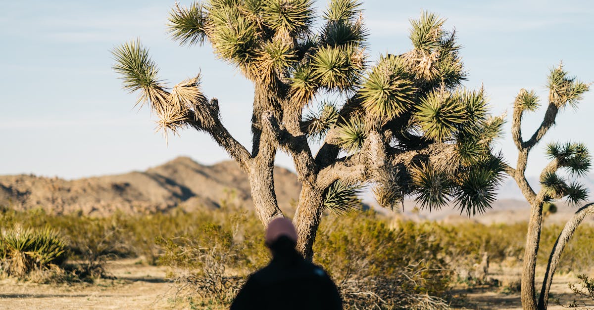 Back view unrecognizable person in casual wear strolling towards green Joshua tree with sharp linear leaves growing in arid terrain