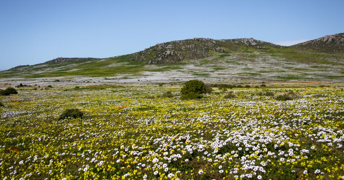 Stunning flower-filled landscape on the West Coast of South Africa with vibrant wildflowers.