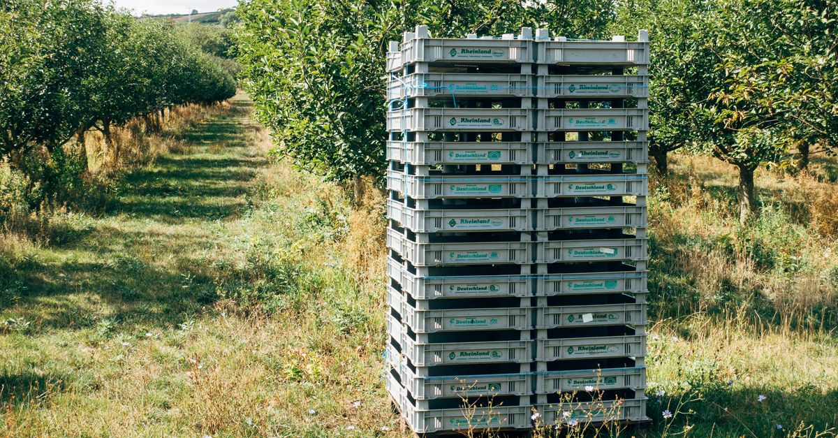 Plastic crates stacked in an orchard, surrounded by lush green trees.