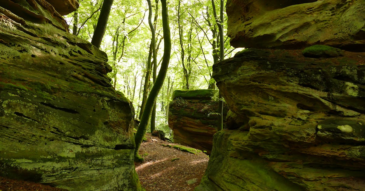 Tranquil forest path flanked by large mossy boulders under a canopy of lush green trees.