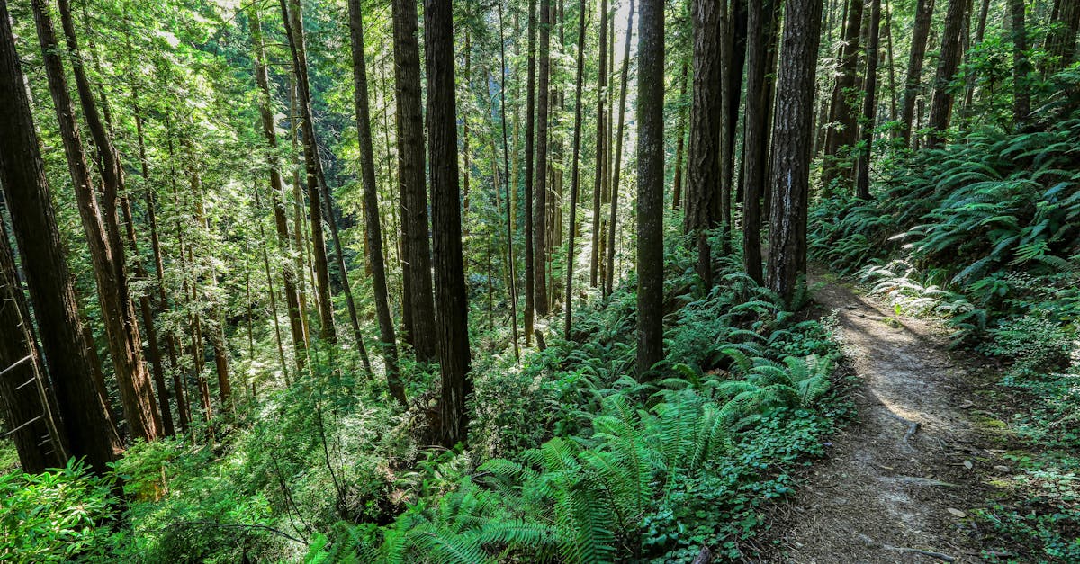 Discover the tranquil beauty of a forest path surrounded by lush ferns in Mendocino, California.