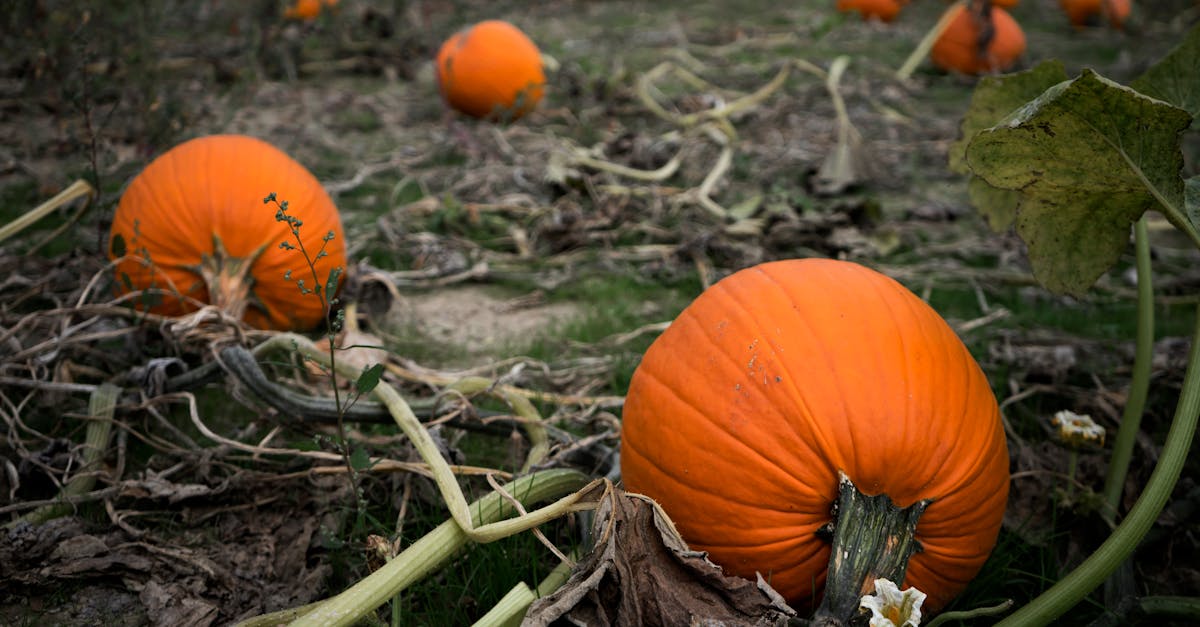 Close-up of ripe orange pumpkins lying in a field during fall harvest season.