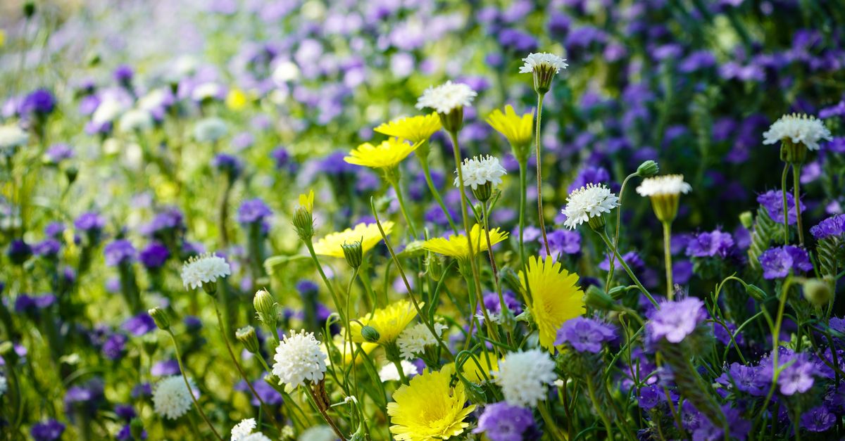 A vibrant field of wildflowers in bloom captured in Borrego Springs, California.