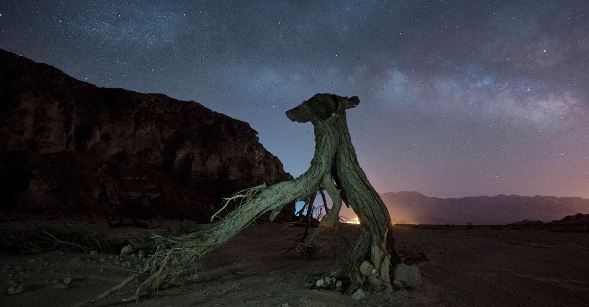 Majestic desert landscape at night with a silhouetted tree under the starry sky in Israel.