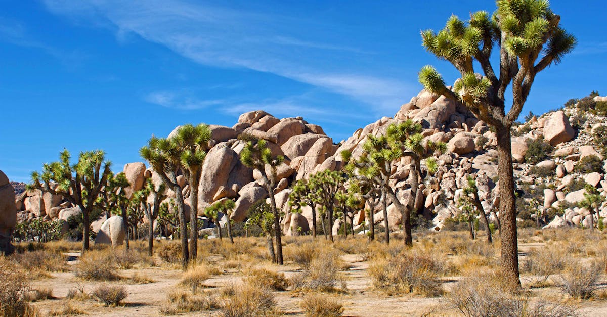 Vibrant desert scene featuring Joshua trees and clear blue skies at Joshua Tree National Park.