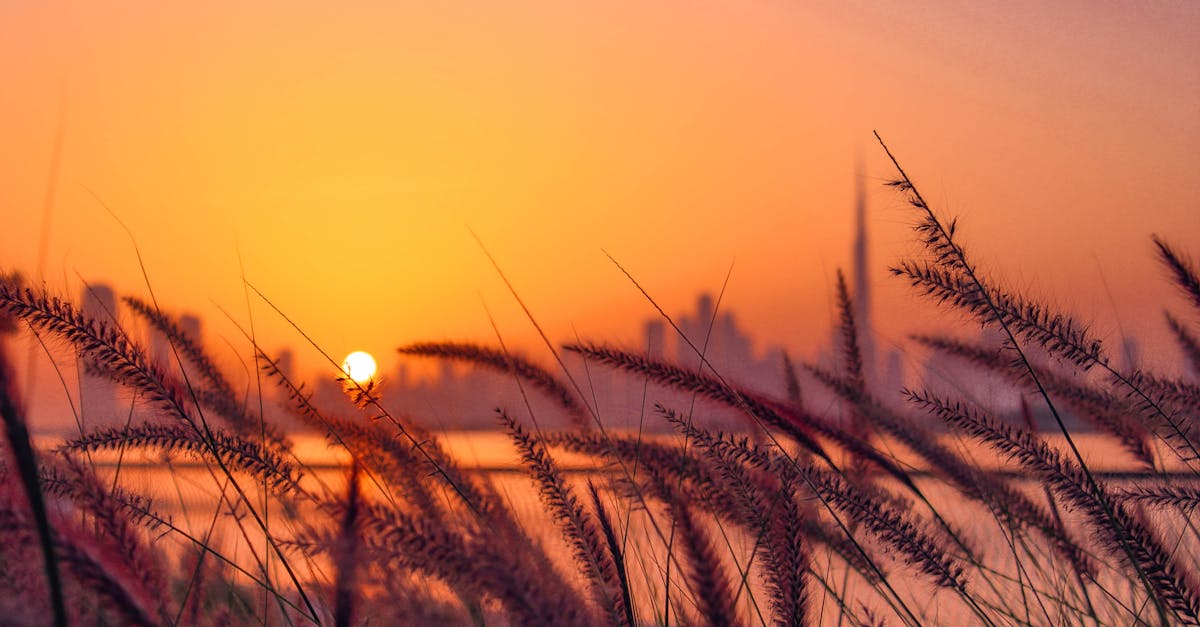 Beautiful sunset over Dubai skyline with grasses in the foreground, creating a serene and warm ambiance.