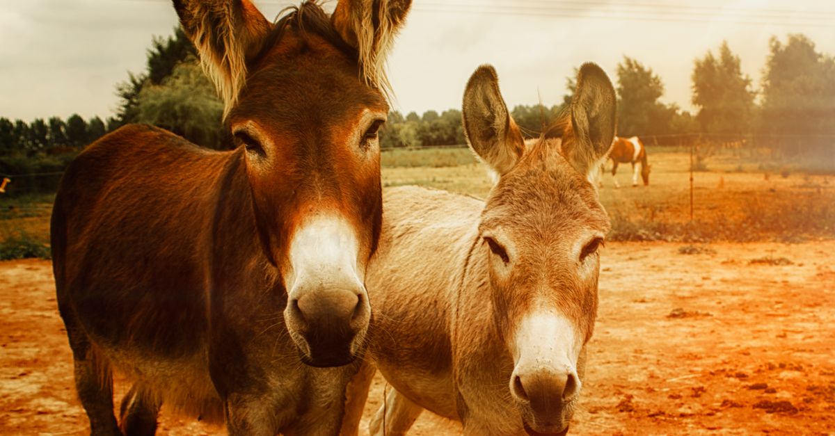 Two donkeys enjoy a sunny day on a rural farm, surrounded by lush greenery and vast open fields.