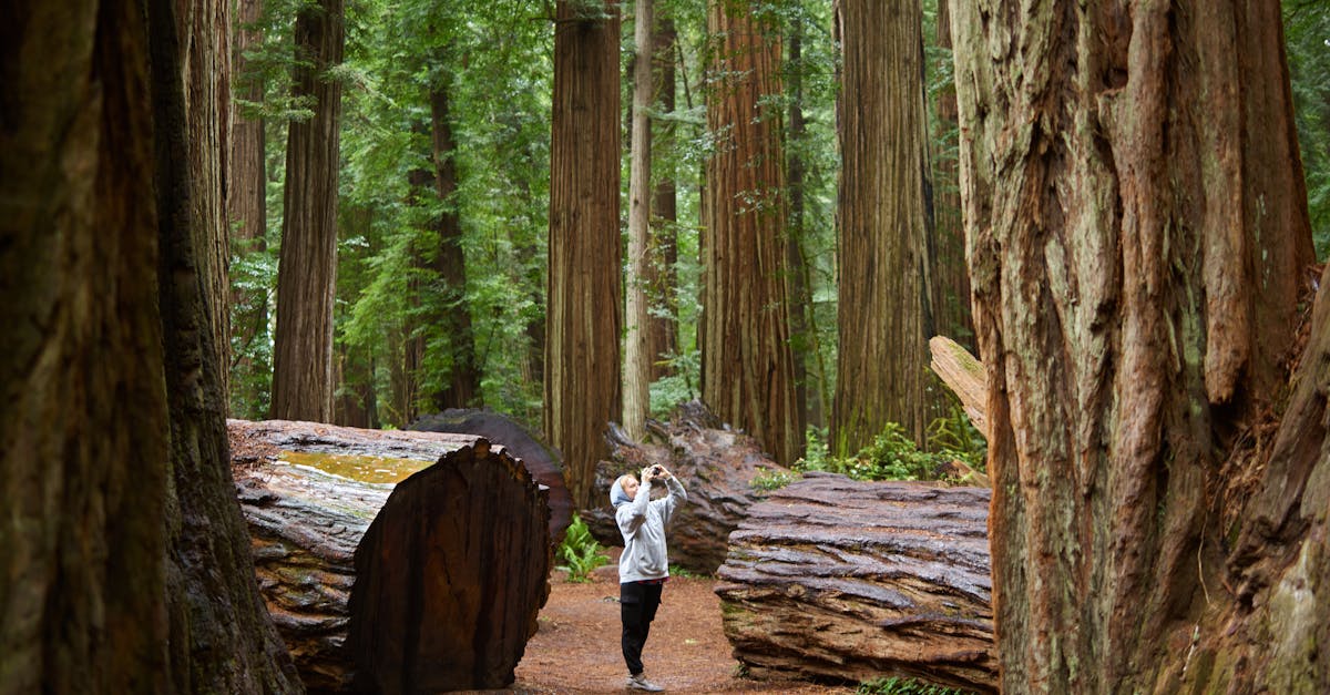 A person takes photos in a tranquil forest surrounded by towering trees.