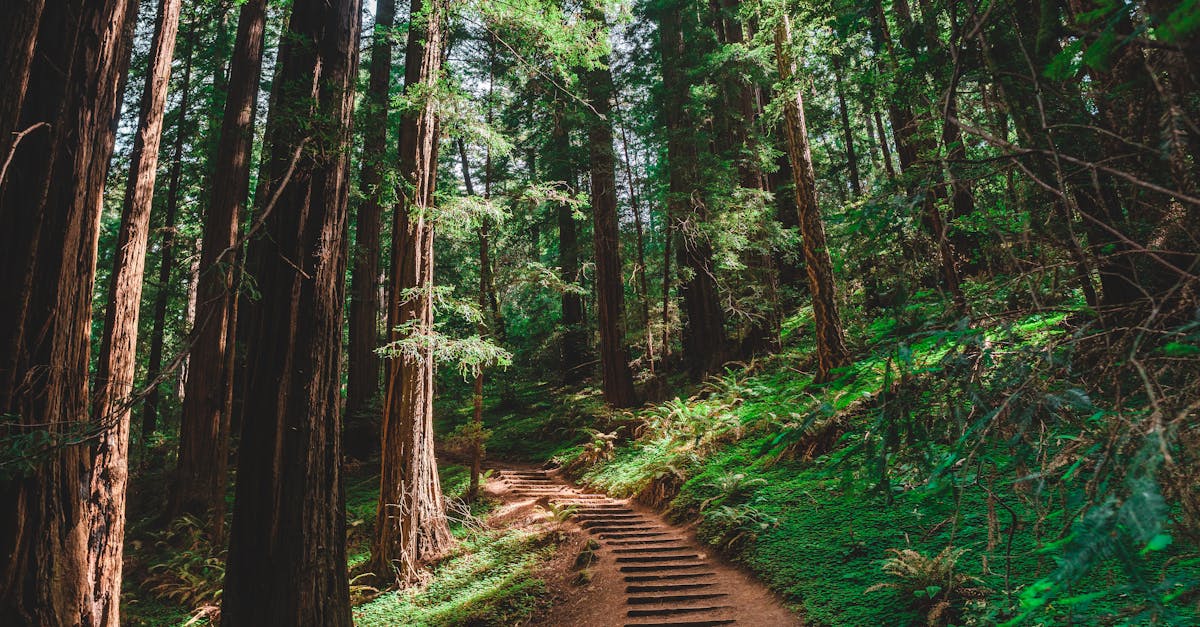 A tranquil forest pathway lined with tall trees, inviting peaceful exploration.
