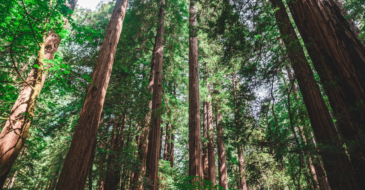Tall redwood trees reaching skyward in a serene forest setting.