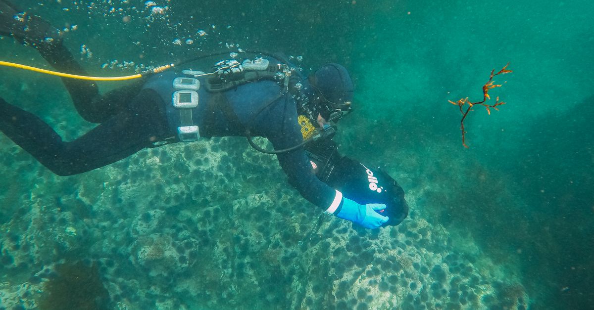 Scuba diver explores vibrant coral reef using an underwater scooter in clear ocean waters.