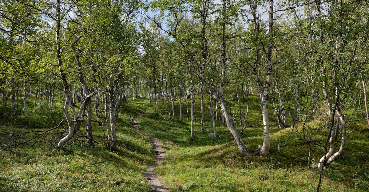 A tranquil forest pathway surrounded by lush greenery and birch trees, ideal for nature exploration.