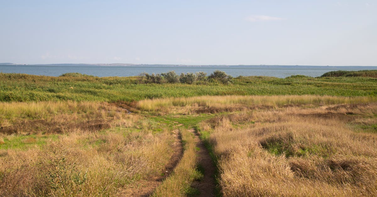 Serene summer landscape with dirt road leading to the sea, featuring grassy fields in Ахтанизовская, Russia.